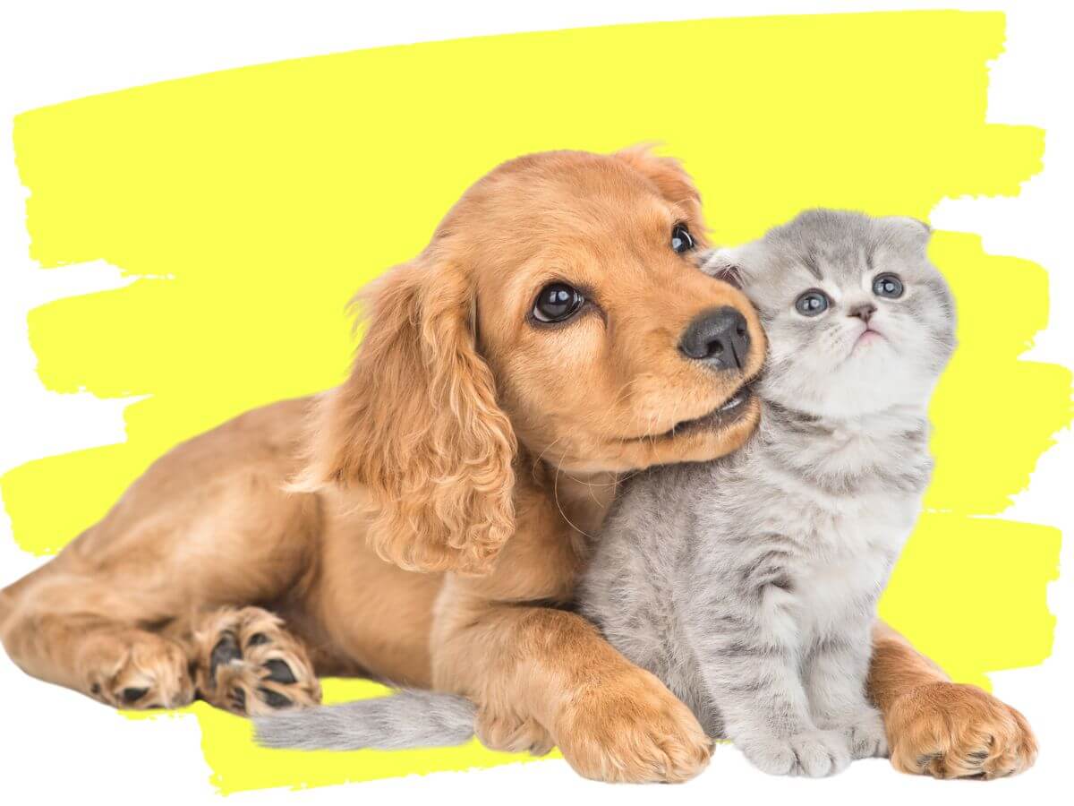 Aspirateur pour Animaux - Image 10